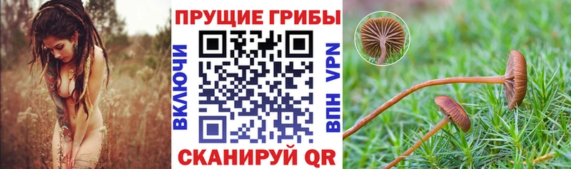 kraken как зайти  Агрыз  Галлюциногенные грибы Magic Shrooms 
